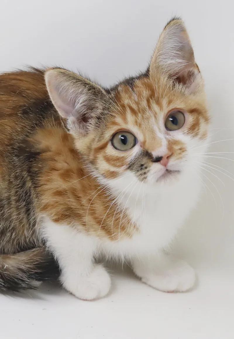 Elsie is a mini thumbnail 3