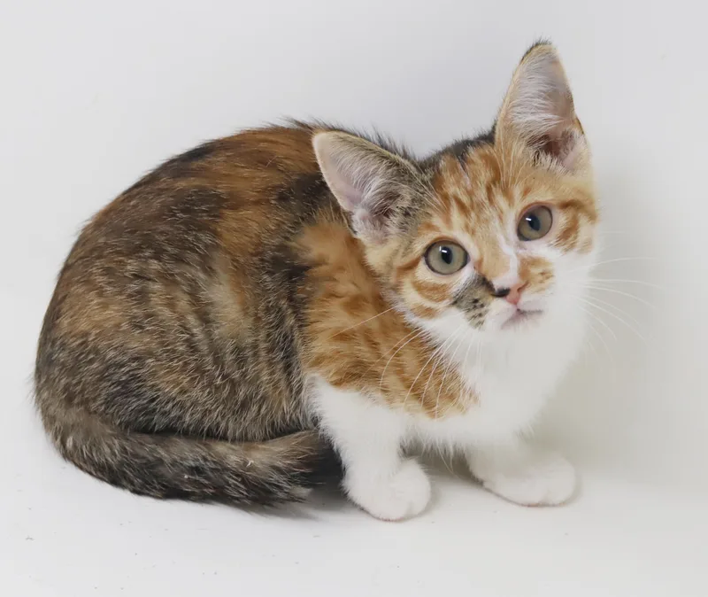 Elsie is a mini thumbnail 4