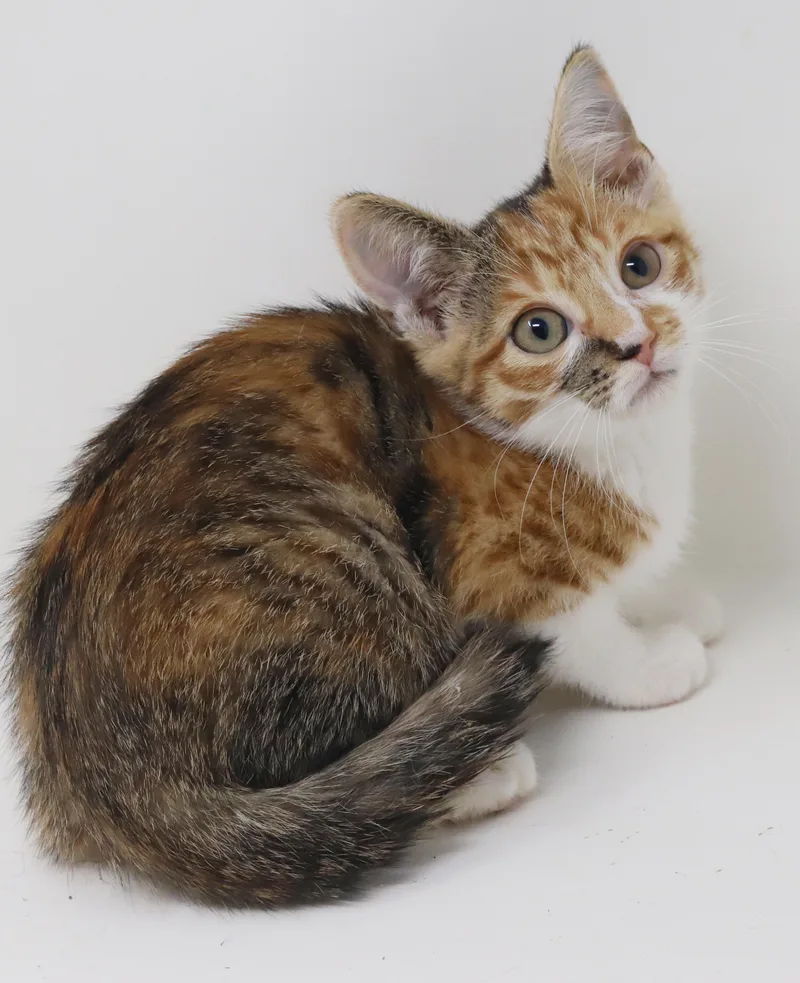 Elsie is a mini thumbnail 5