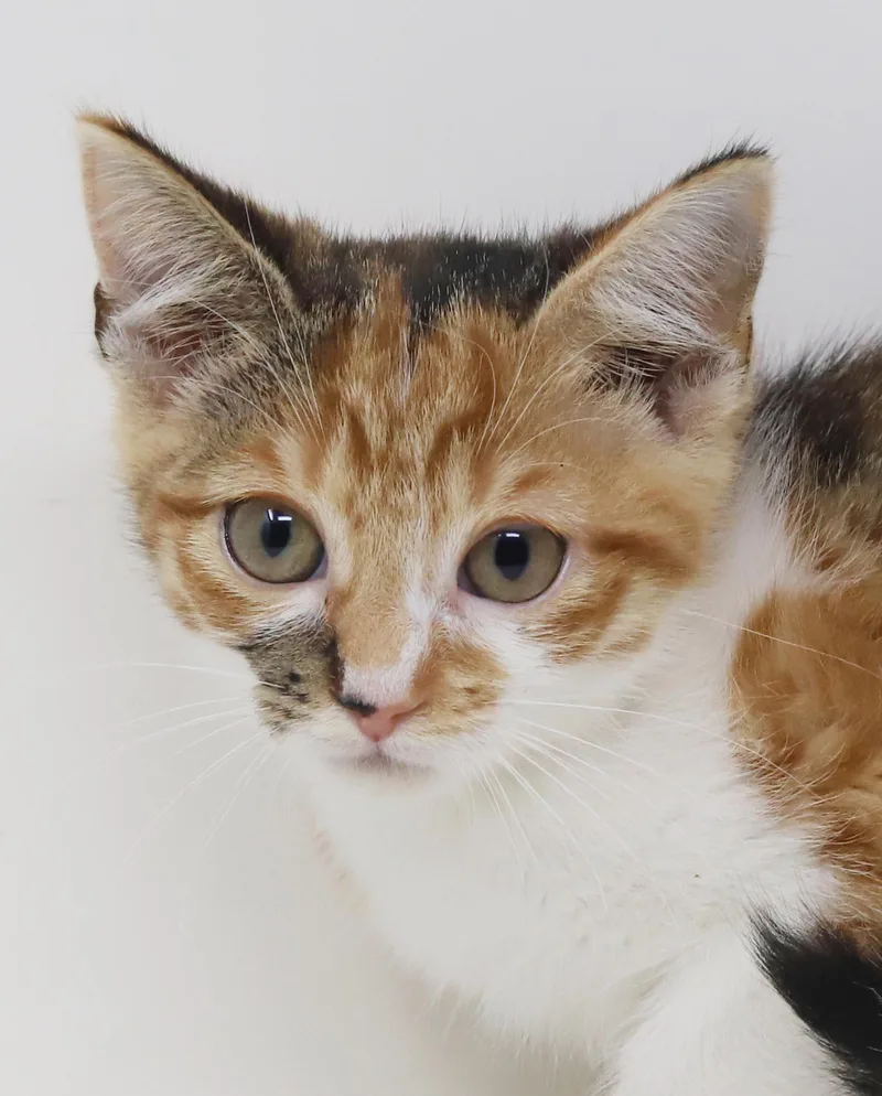 Elsie is a mini thumbnail 6