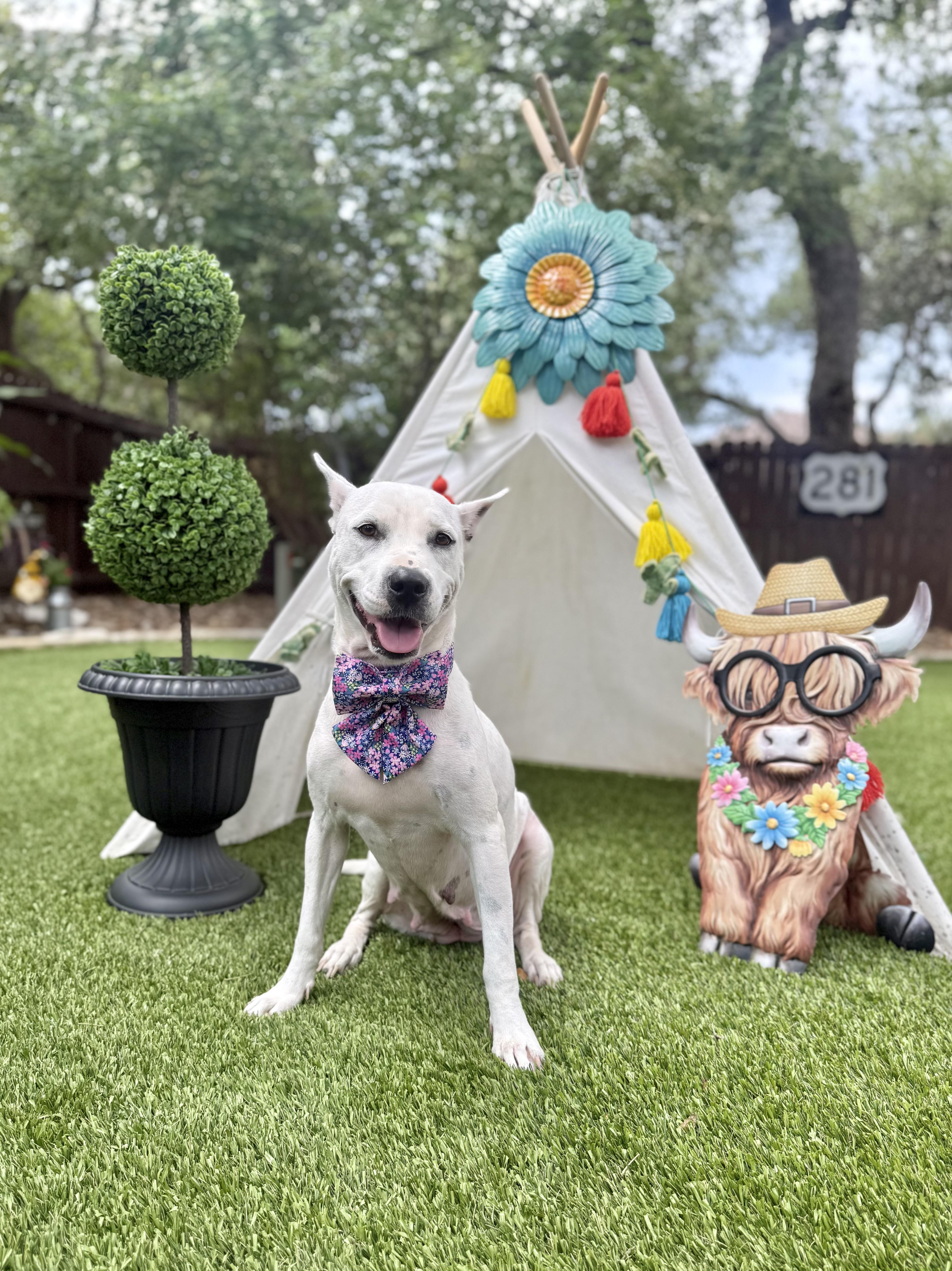 An adult medium-sized female Cattle Dog dog named Wfbonne for adoption in Mico, TX