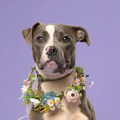 An adult medium-sized female Mixed Breed dog named Michelle Visage for adoption in Atlanta, GA
