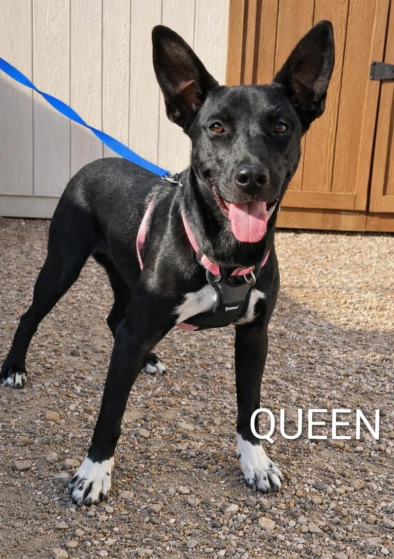 A young medium-sized female Black Pit Bull Terrier dog named Queen for adoption in Henderson, NV