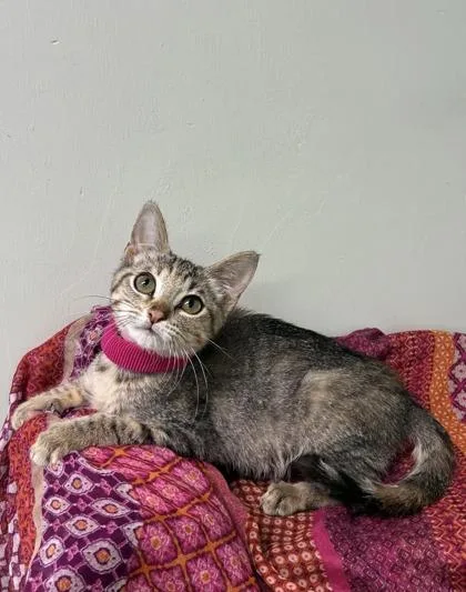 A baby medium-sized female Domestic Short Hair cat named Cardamom for adoption in Picayune, MS