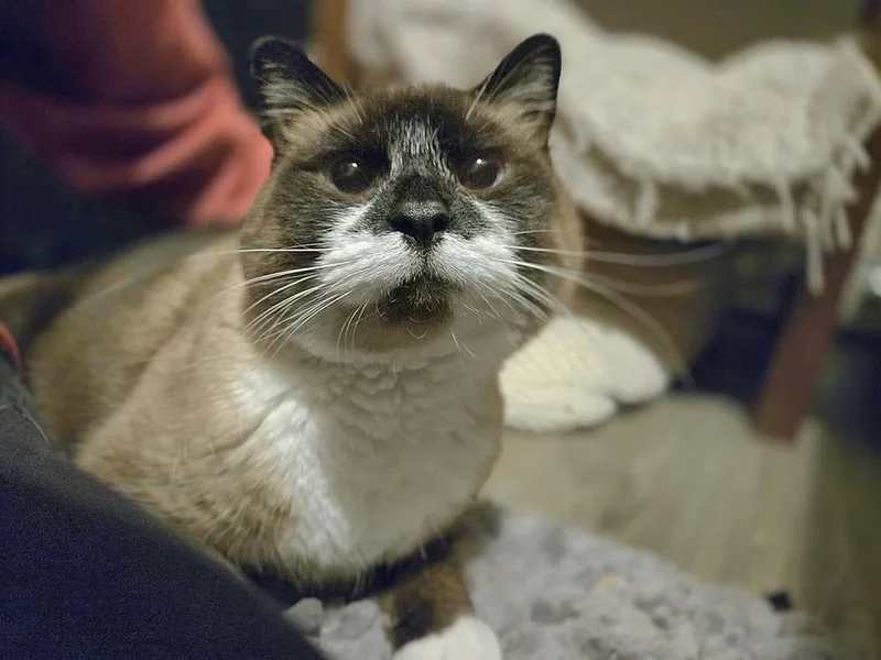 Mary Ann thumbnail 2