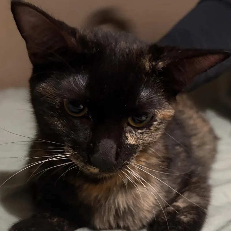A young medium-sized female Domestic Short Hair cat named Zara  Costa Mesa for adoption in Chino Hills, CA