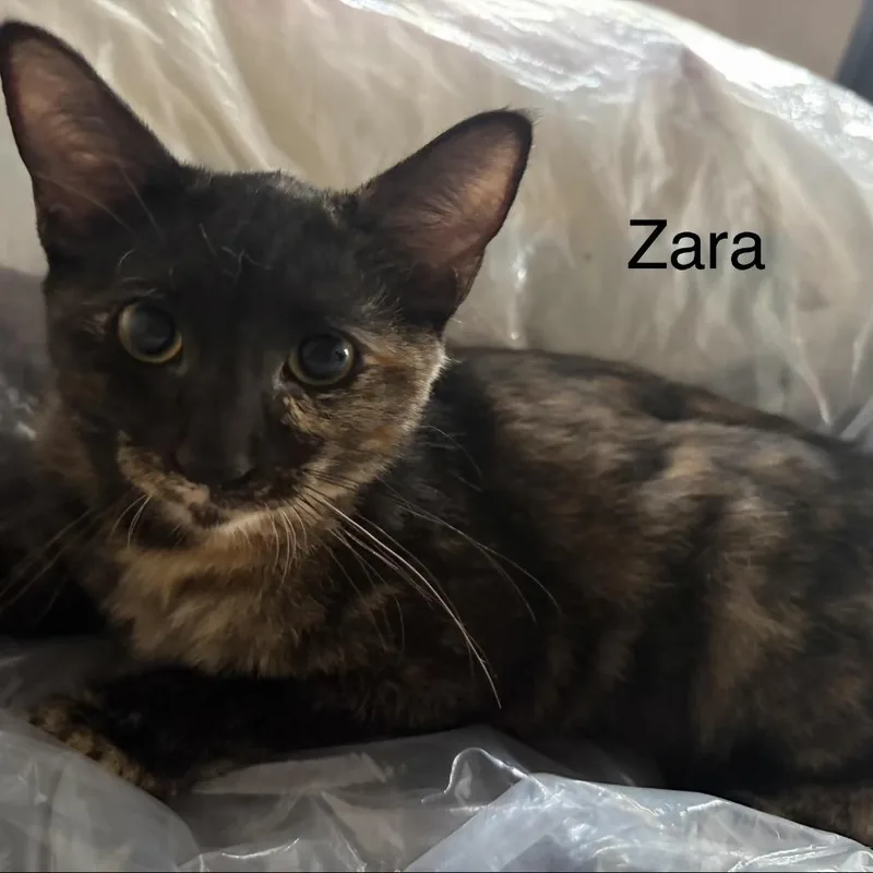 Zara  Costa Mesa thumbnail 2