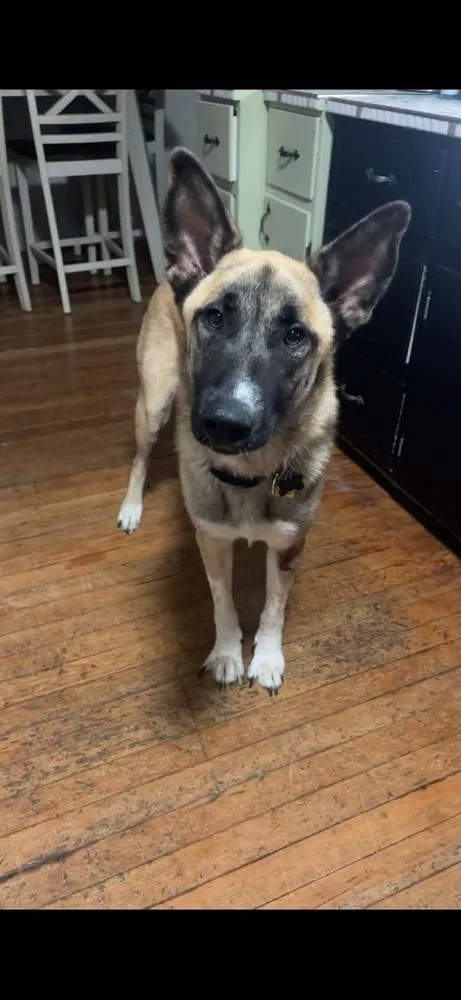 An adult large-sized female Yellow / Tan / Blond / Fawn Belgian Shepherd / Malinois dog named Delta for adoption in Palatine, IL