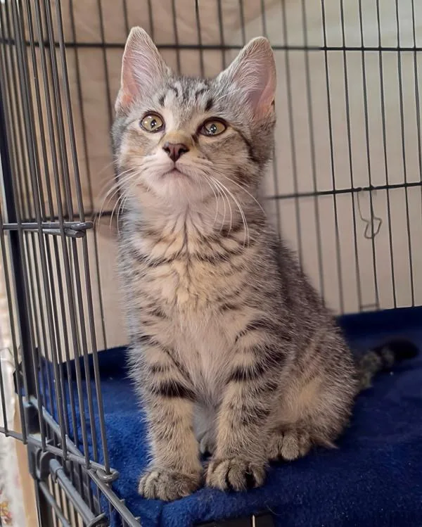 A baby small-sized male Domestic Short Hair cat named Zebra for adoption in Novato, CA