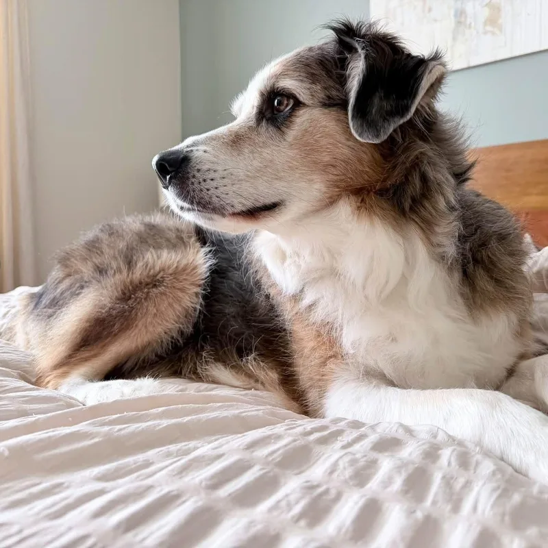 An adult large-sized male Australian Shepherd dog named Louie for adoption in McHenry, IL