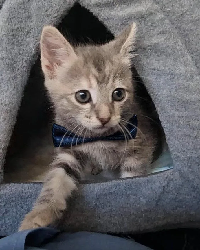 A baby medium-sized male Domestic Short Hair cat named Rockey for adoption in San Jose, CA