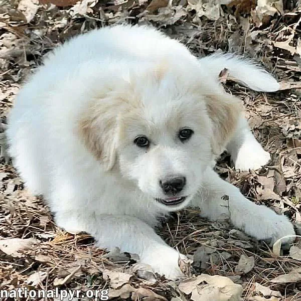 A baby large-sized male White / Cream Great Pyrenees dog named Macaroni In Oh  for adoption in Beacon, NY