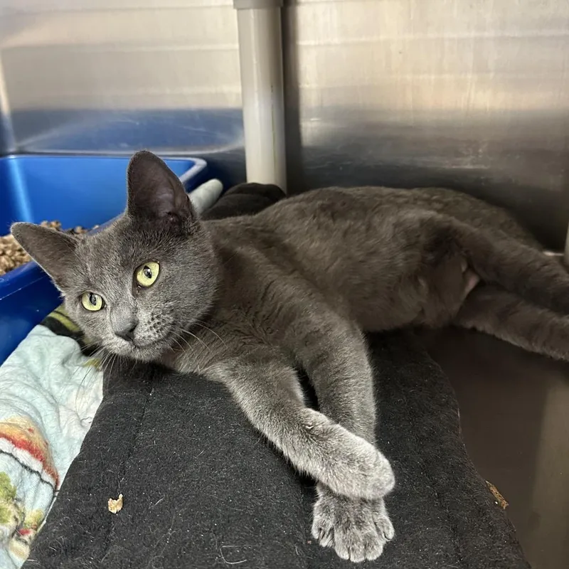 An adult medium-sized female Gray / Blue / Silver Domestic Short Hair cat named Rey Skywalker for adoption in Kanab, UT