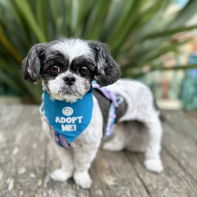 A senior small-sized female White / Cream Shih Tzu dog named Stevie for adoption in Pacific Grove, CA