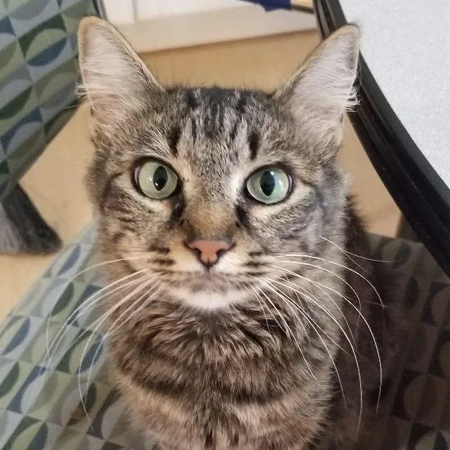 A young medium-sized female Tabby (Brown / Chocolate) Domestic Medium Hair cat named Rani for adoption in Montour Falls, NY