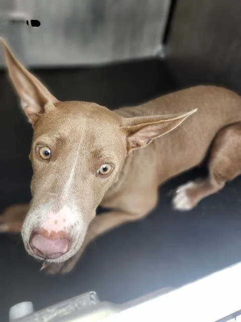 A young medium-sized female American Staffordshire Terrier dog named Coco for adoption in San Antonio, TX