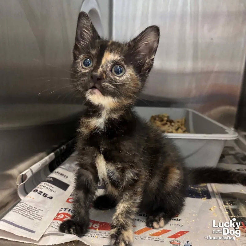 A baby medium-sized female Domestic Short Hair cat named Jelly for adoption in Washington, DC