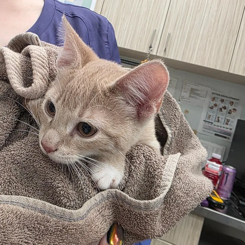 A baby small-sized male Orange / Red Domestic Short Hair cat named Bowser for adoption in Chattanooga, TN