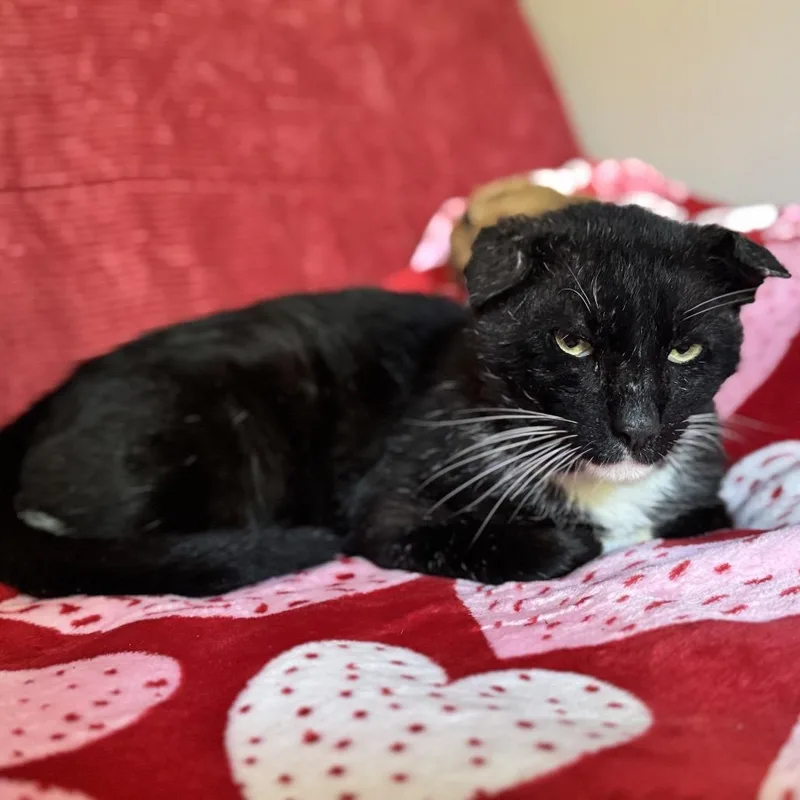 A senior large-sized male Black Domestic Short Hair cat named Bunny for adoption in Lauderhill, FL