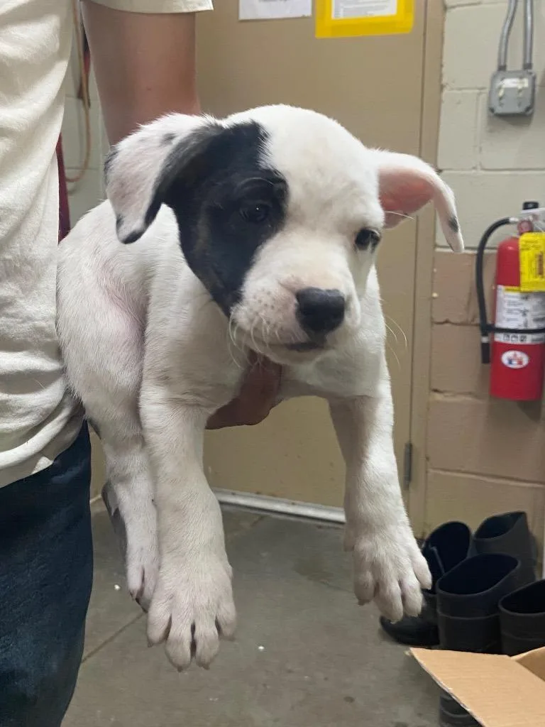 A baby medium-sized male Pit Bull Terrier dog named Lucky for adoption in Swainsboro, GA