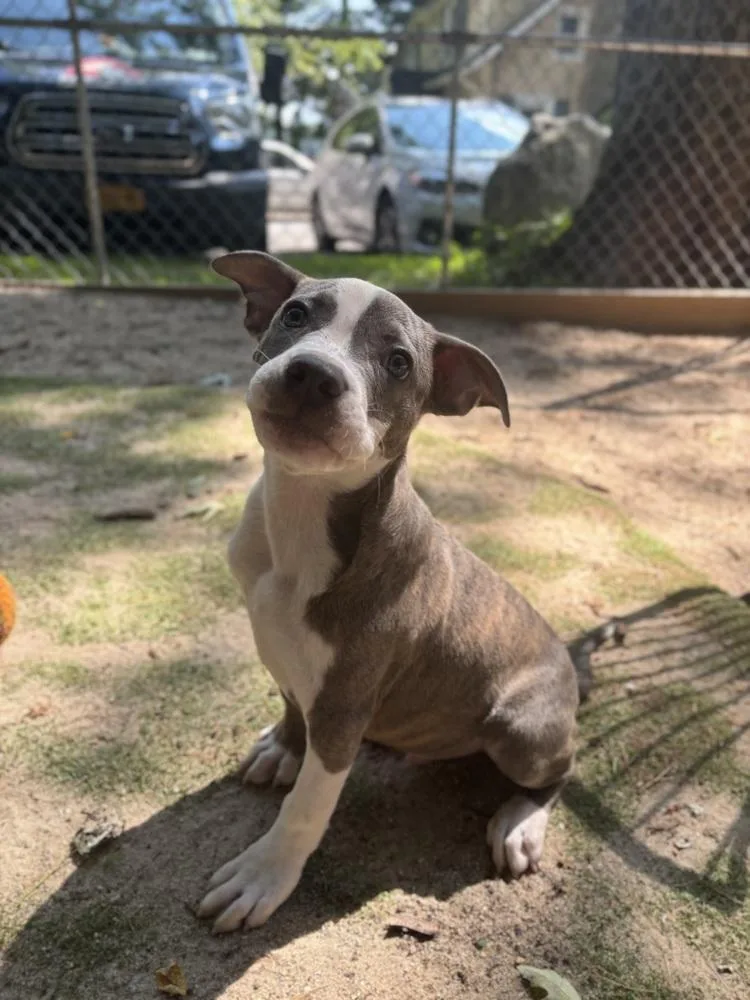 A baby medium-sized male Gray / Blue / Silver Pit Bull Terrier dog named AAD New Arrival! Mason for adoption in Armonk, NY