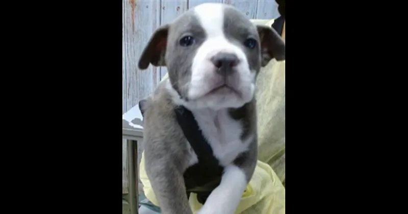 AAD New Arrival! Mason thumbnail 2