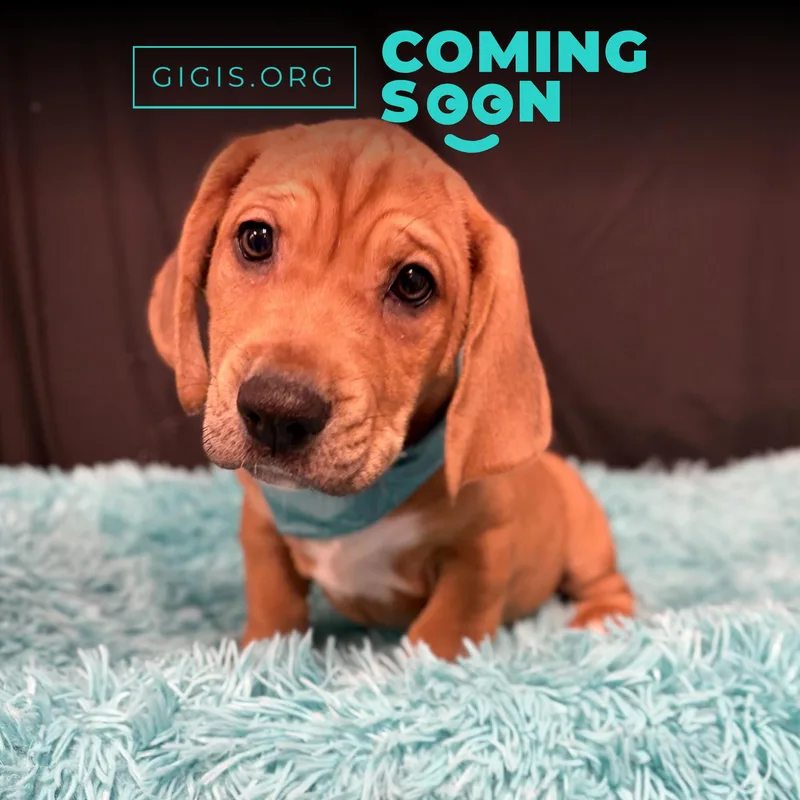 A baby medium-sized male Yellow / Tan / Blond / Fawn Basset Hound dog named Scooby for adoption in Canal Winchester, OH