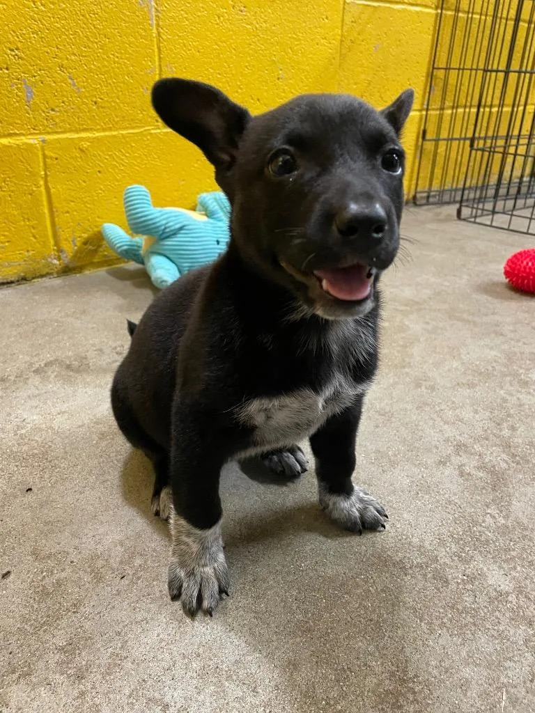 A baby small-sized female Australian Cattle Dog / Blue Heeler dog named Kacey for adoption in Murray, KY