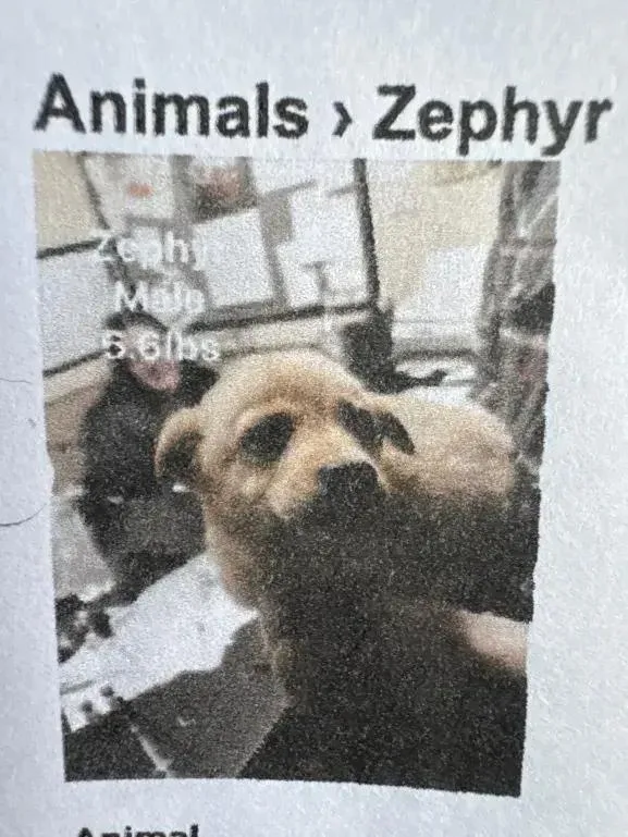 A baby small-sized male Brown / Chocolate Mixed Breed dog named Zephyr for adoption in Grand Rapids, MI