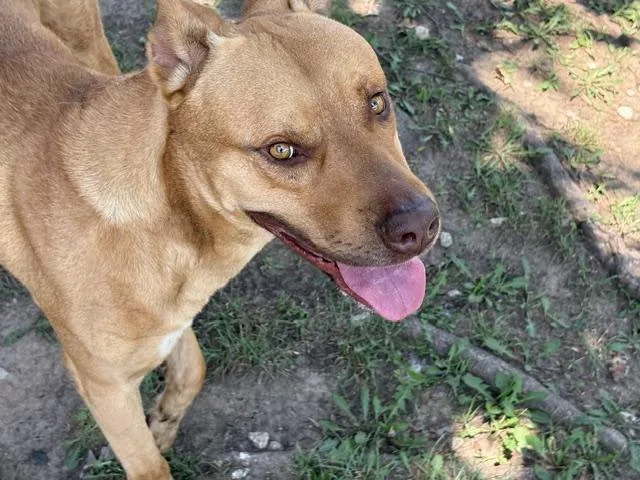 An adult extra large-sized male Mastiff dog named Macho Man for adoption in Tulsa, OK