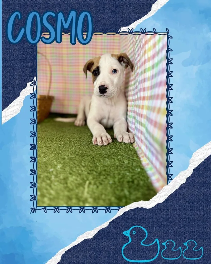 Cosmo