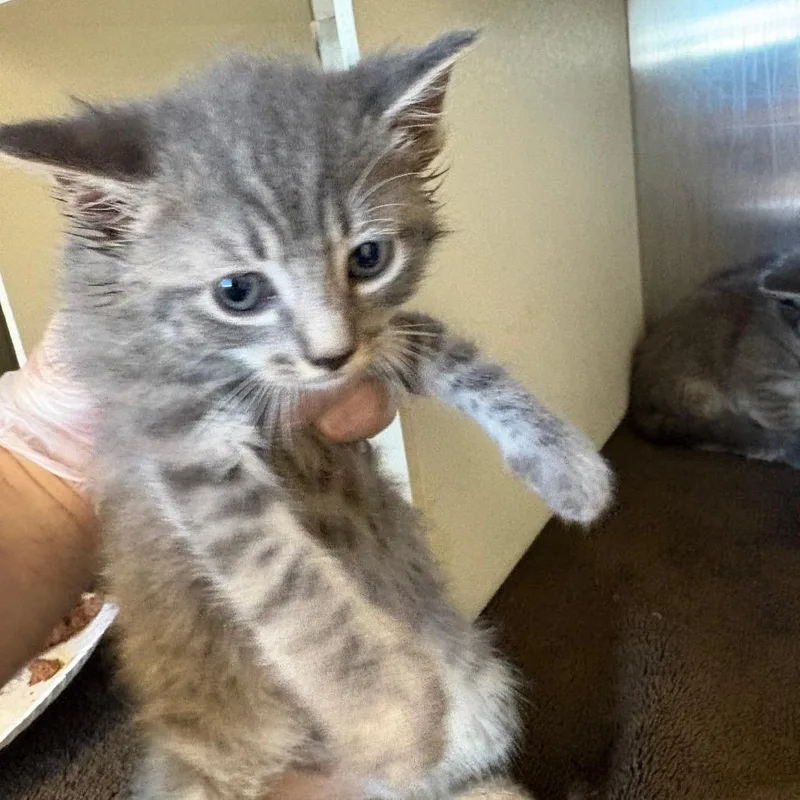 A baby small-sized female Gray / Blue / Silver Domestic Short Hair cat named Sabrina for adoption in Newark, NJ