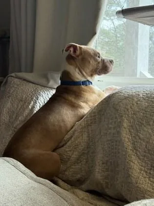 A young medium-sized male Mixed Breed dog named Nibbles for adoption in Atlanta, GA