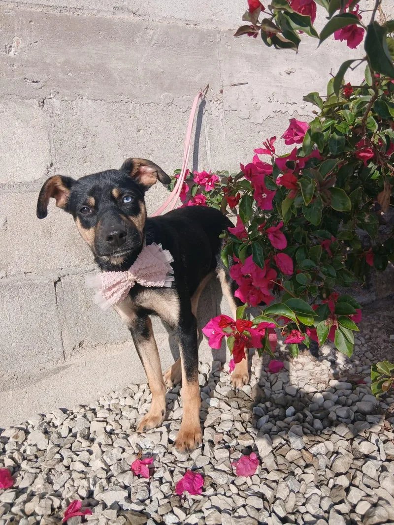 A young medium-sized female Apricot / Beige Black and Tan Coonhound dog named Sugar for adoption in Los Angeles, CA
