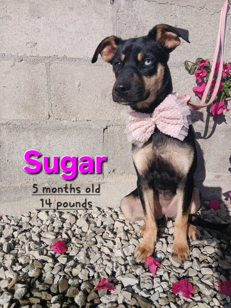 Sugar thumbnail 2
