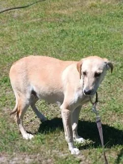 Snowflake thumbnail 3