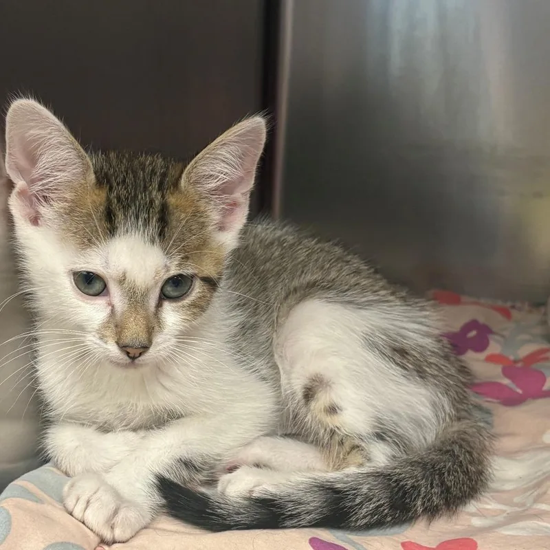 A baby small-sized male Brown / Chocolate Domestic Short Hair cat named New Balance for adoption in East Hanover, NJ