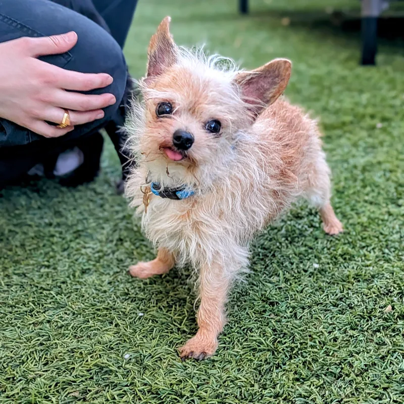 A senior small-sized male Chihuahua dog named Sid for adoption in St. George, UT