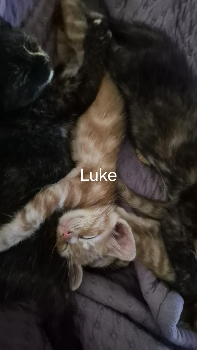 A baby medium-sized male Tabby (Orange / Red) Tabby cat named Luke FFC for adoption in Omaha, NE
