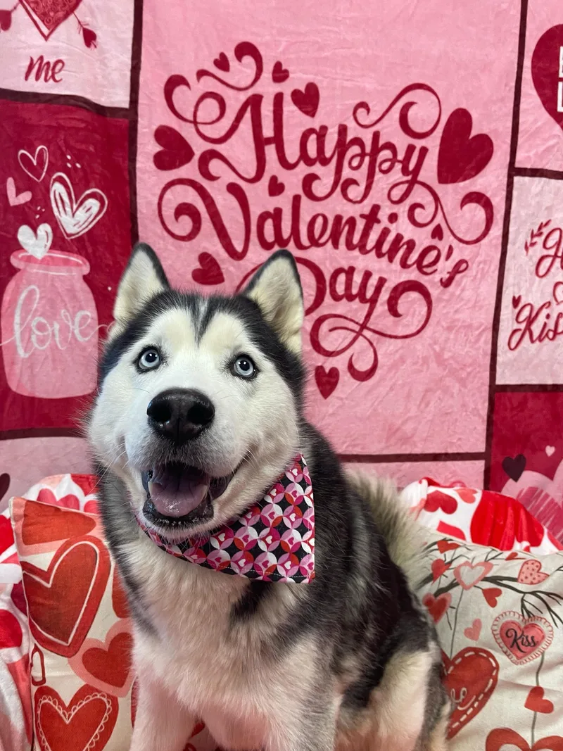 Cappuccino thumbnail 3