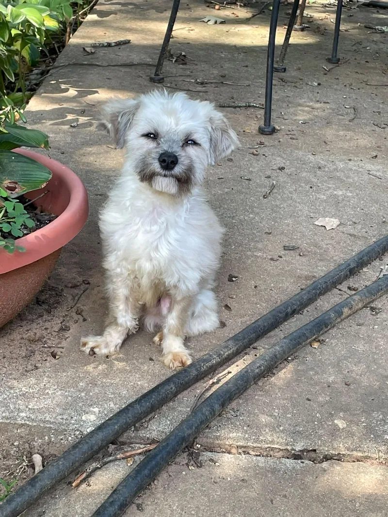 A young small-sized male Yellow / Tan / Blond / Fawn Terrier dog named Melvin for adoption in East Point, GA