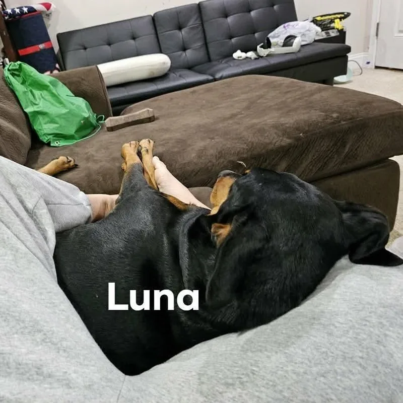 Luna thumbnail 2