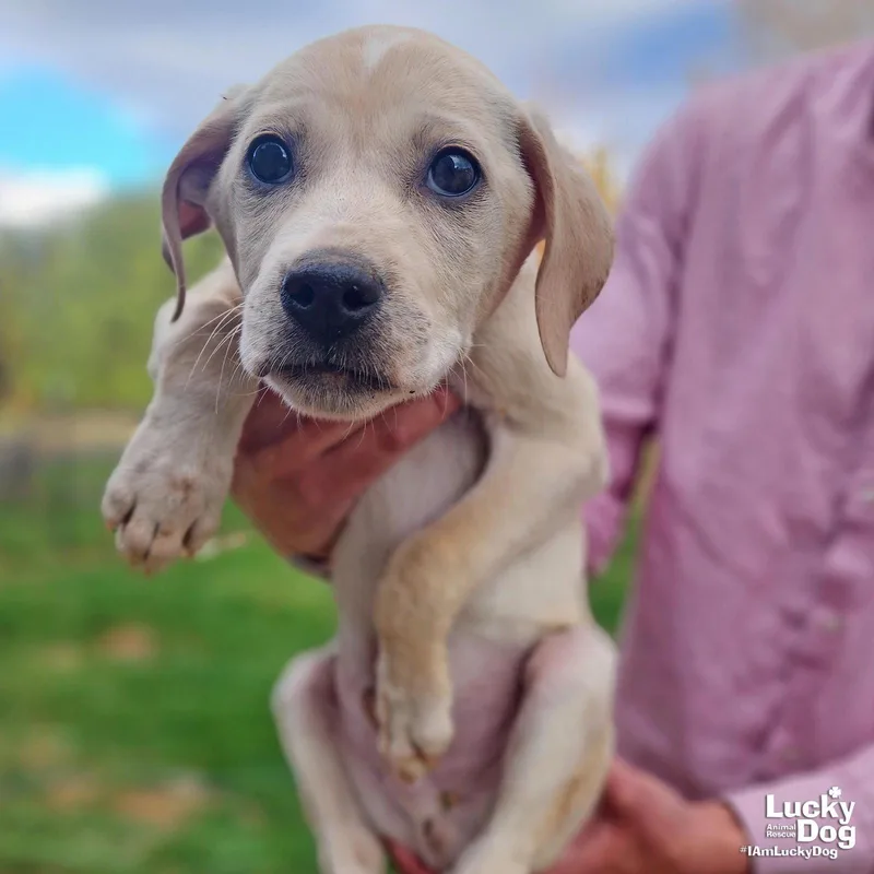 A baby large-sized male Shepherd dog named Apollo for adoption in Washington, DC