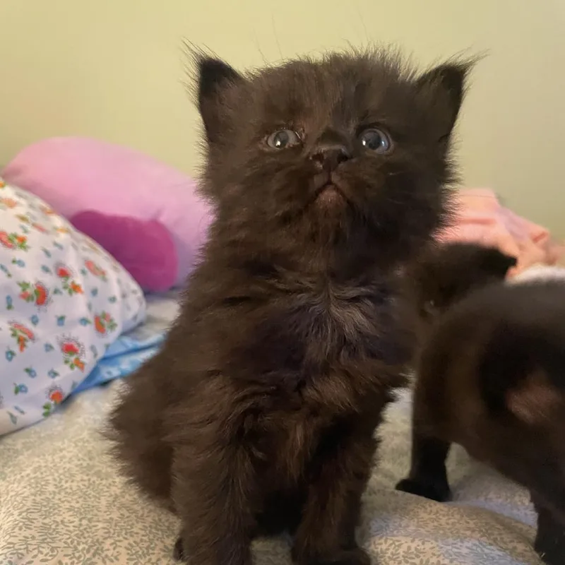 A baby small-sized male Black Domestic Long Hair cat named Roy for adoption in Granby, MO