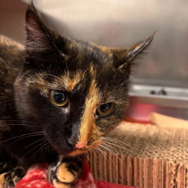 A young medium-sized female Domestic Short Hair cat named Tanya for adoption in Des Moines, IA