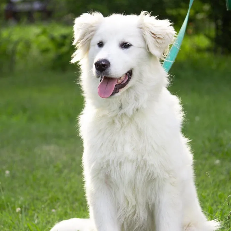 An adult large-sized male White / Cream Mixed Breed dog named Oliver for adoption in Fredericksburg, VA