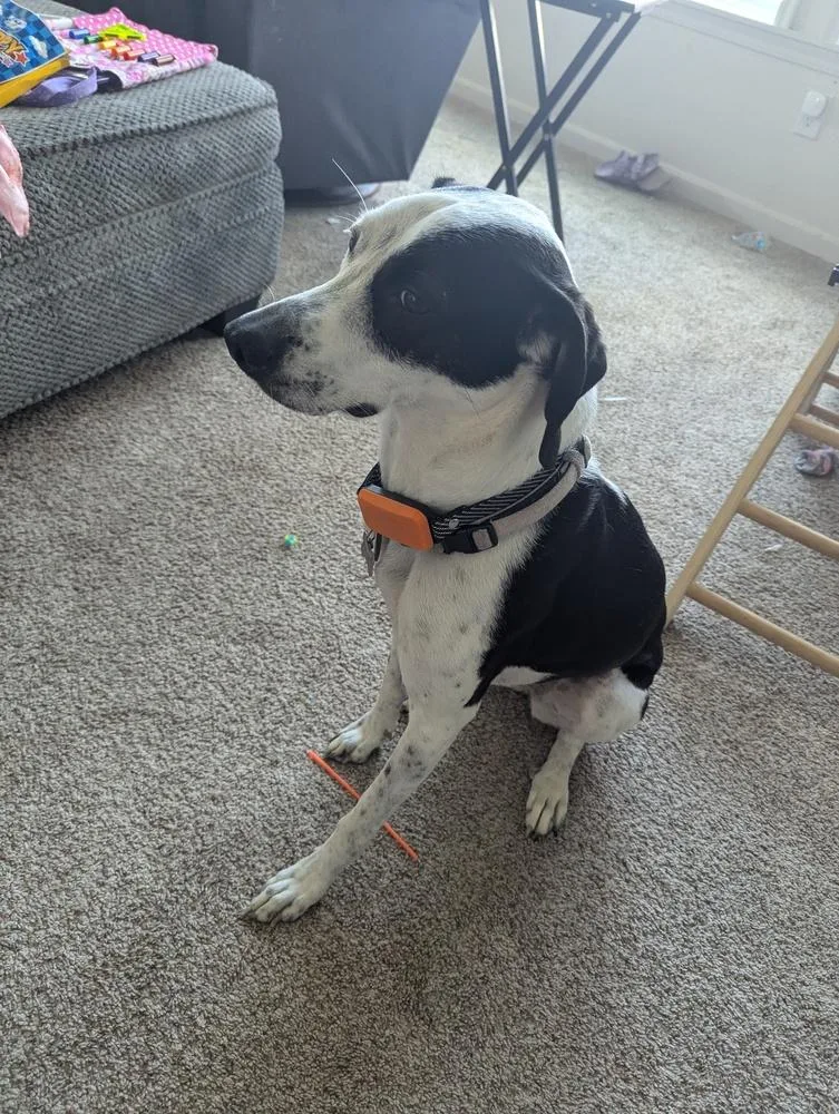 An adult medium-sized female Tricolor (Brown, Black, & White) Beagle dog named Bedrock Crew : Pearl for adoption in Aurora, IN