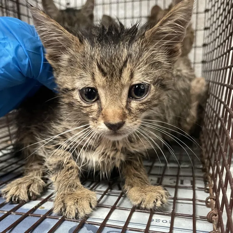 A baby small-sized female Brown / Chocolate Domestic Short Hair cat named Azalea for adoption in Edinburg, TX