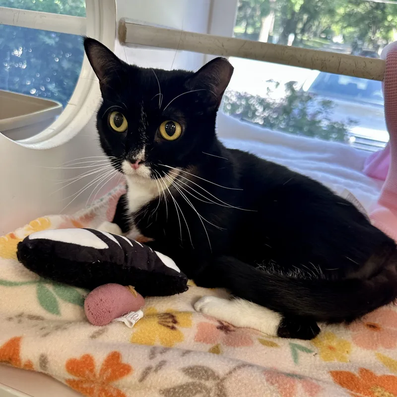 An adult medium-sized female Black & White / Tuxedo Domestic Short Hair cat named Lily for adoption in Reisterstown, MD