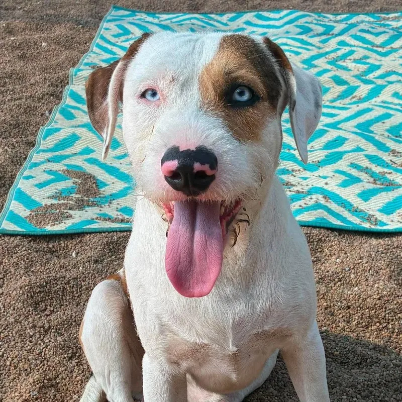 An adult medium-sized male White / Cream Terrier dog named Wally for adoption in Sand Springs, OK